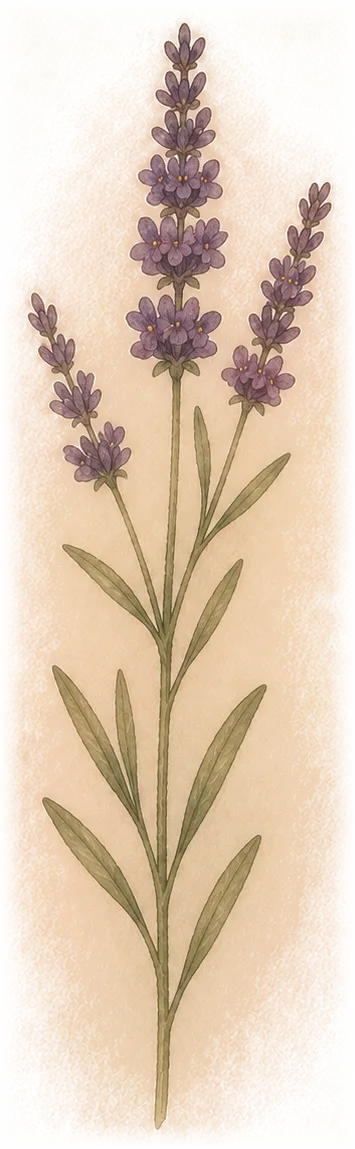 Lavender sprig — the week 26 flower