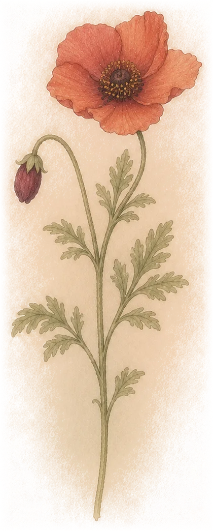 Iceland poppy — the week 28 flower