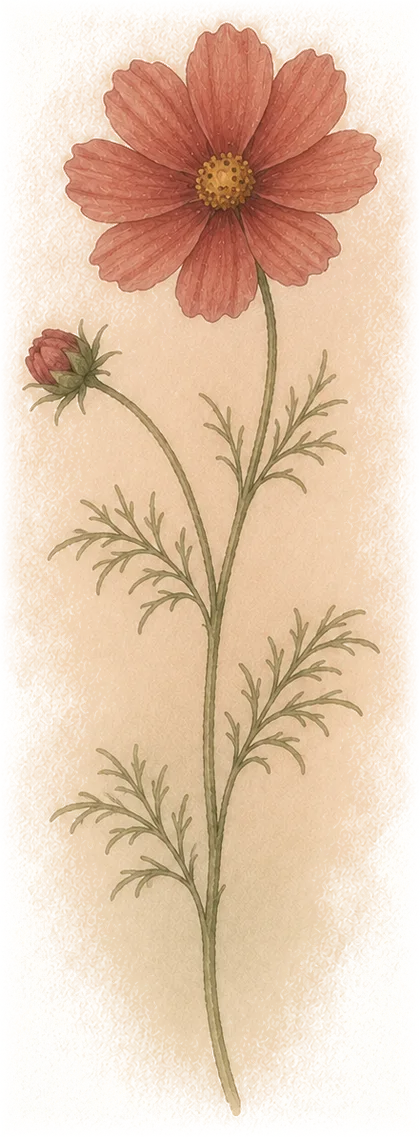 Cosmos — the week 29 flower